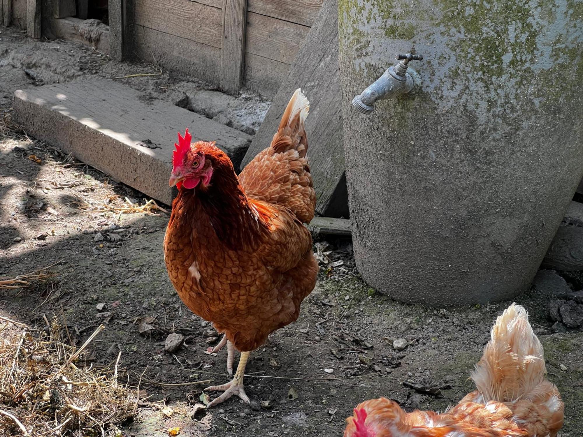 A La Ferme De Thilloy Bed and Breakfast Ligny-Thilloy Eksteriør billede